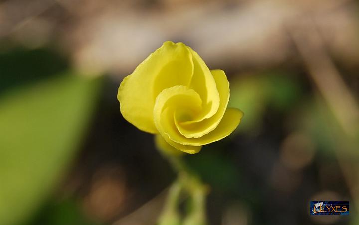 spirale acetosella.JPG